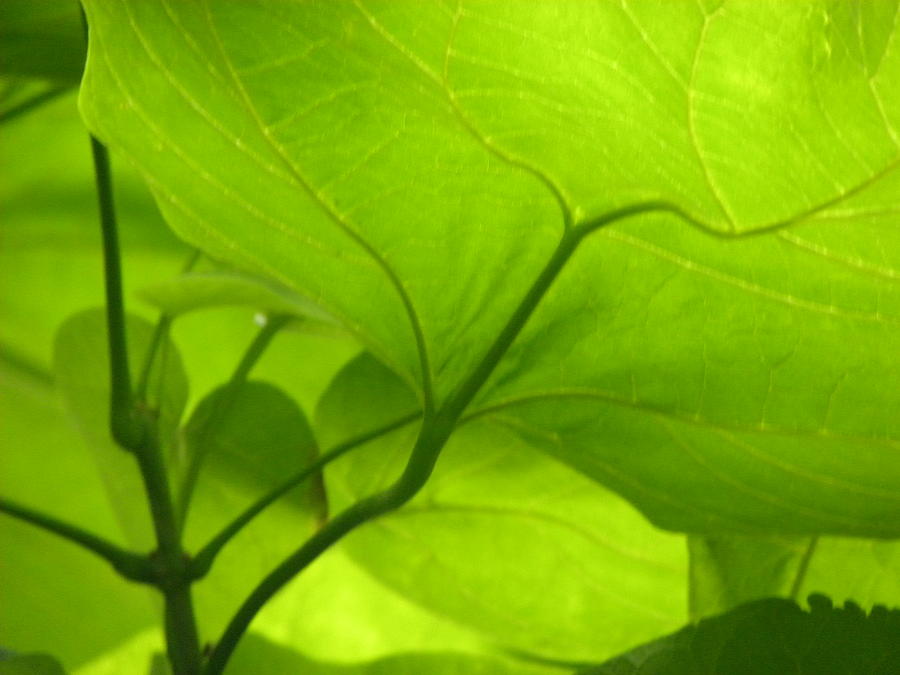 Trees Photograph - Green by Evan Pullins Trees Photograph - Green by Evan Pullins