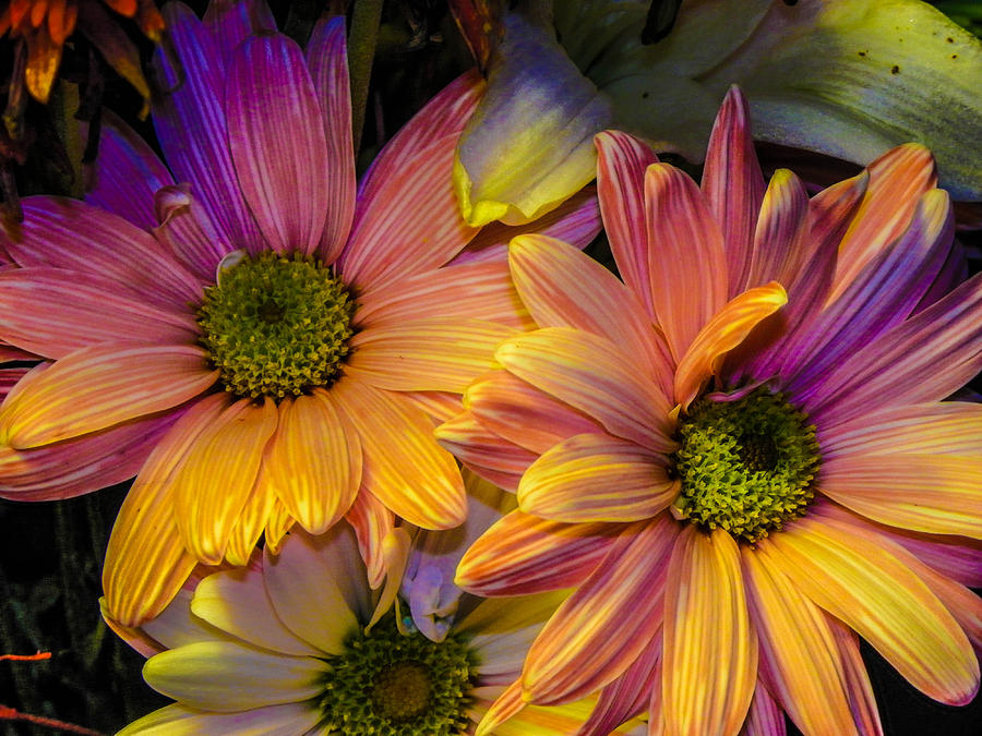 Green eye sunflower Photograph by Gerald Kloss