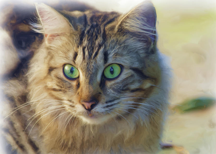 green eyed maine coon