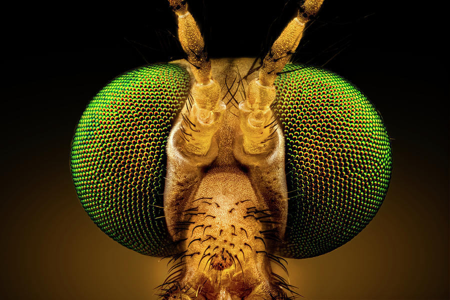 Green Eyed Crane Fly Photograph by Mihai Andritoiu
