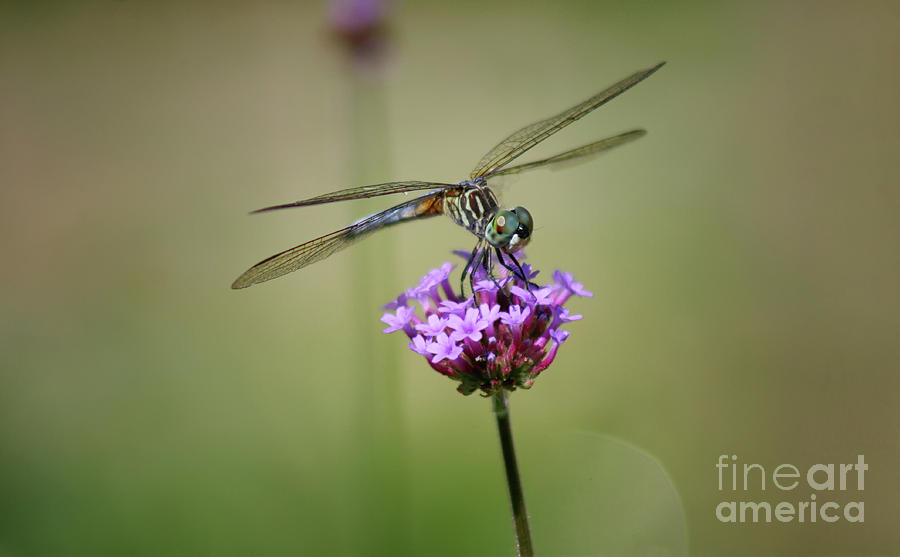 Green-Eyed Dragonfly Photograph by Karen Adams