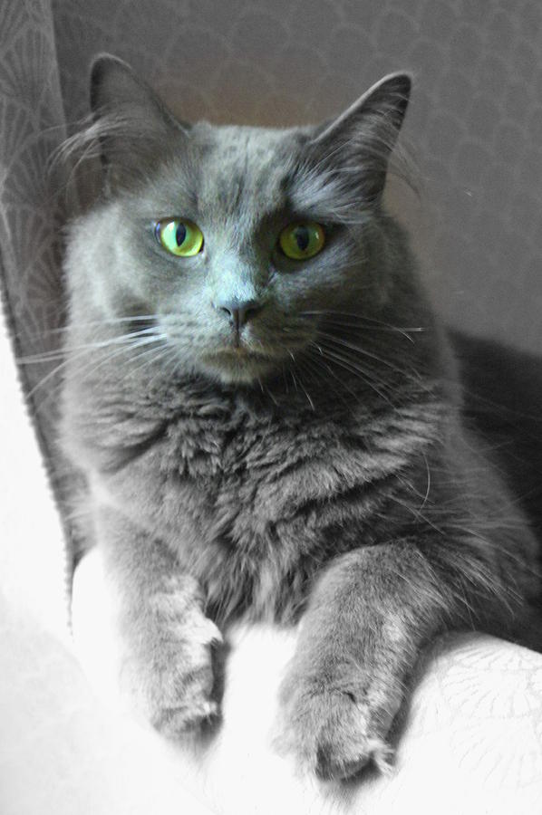 gray kitten with green eyes