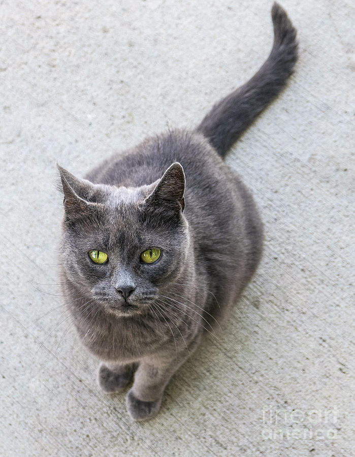 dark grey cat with green eyes