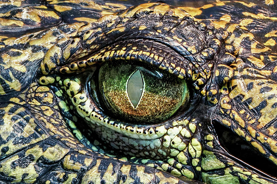Green-Eyed Monster Photograph by Paul Malcolm