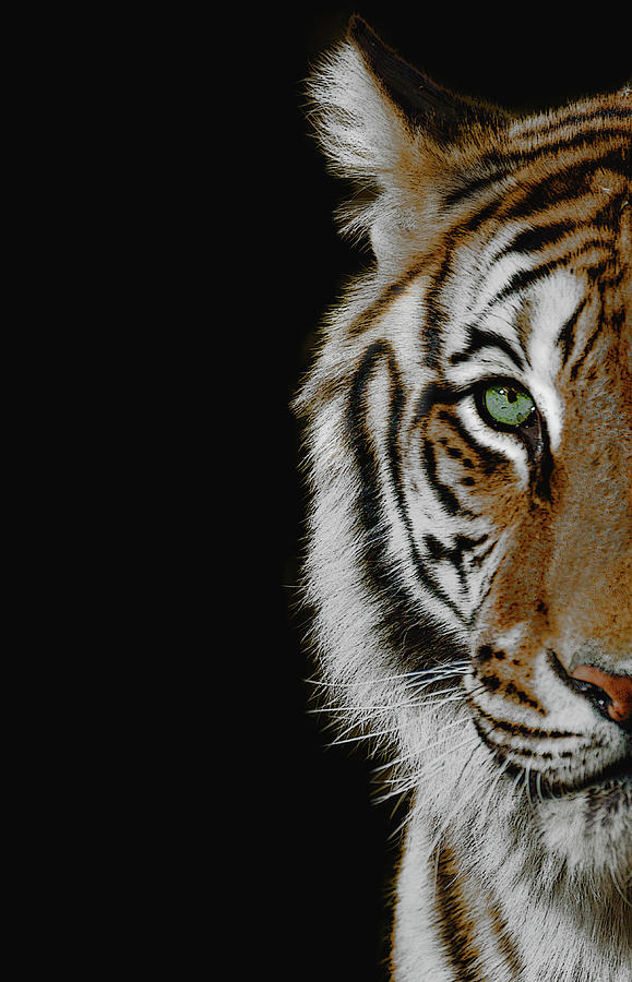 green white tiger eyes