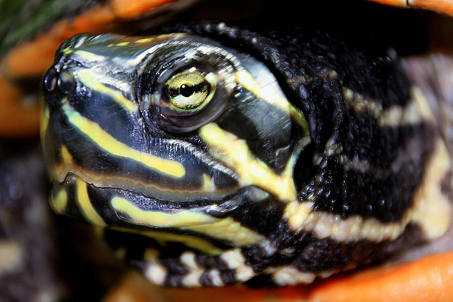 Green Eyed Turtle Photograph by Bob Slitzan