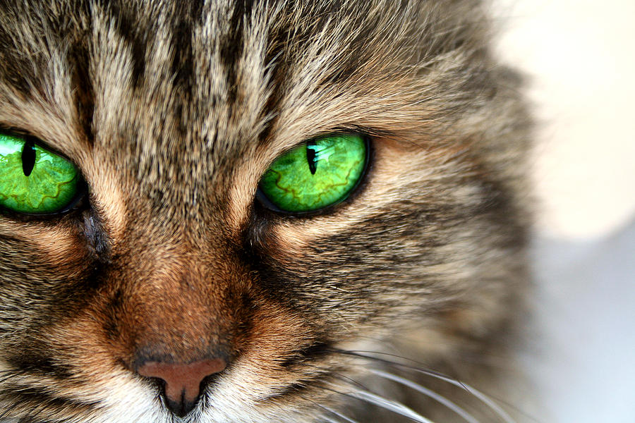 Green Eyes Photograph by Gaile Griffin Peers
