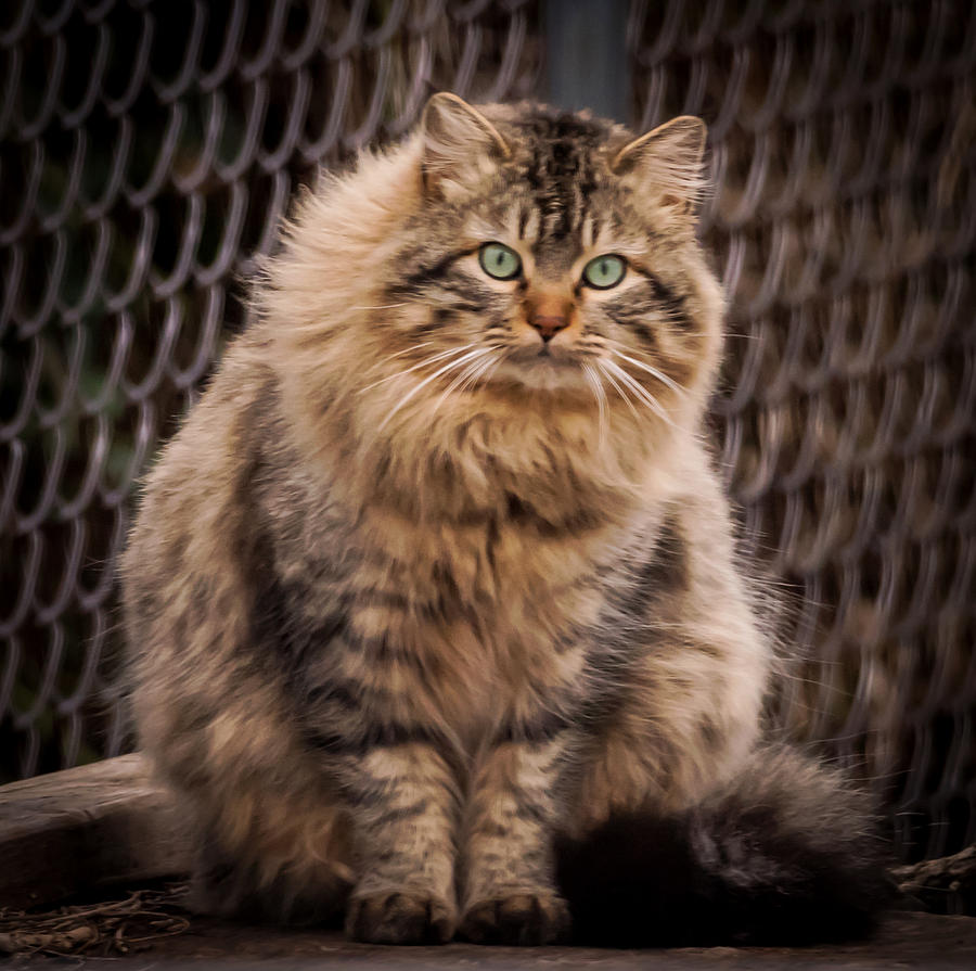 Green Eyes Maine Coon Cat Photograph by Terry DeLuco