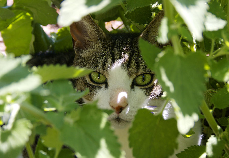 Green Eyes Photograph by Orange Cat Art - Fine Art America