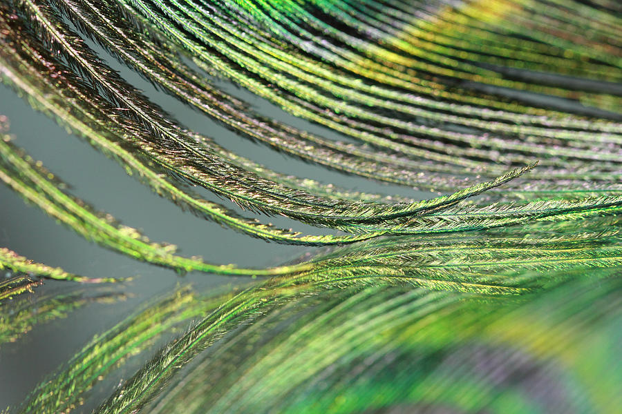 Green Feather Strands Photograph by Angela Murdock