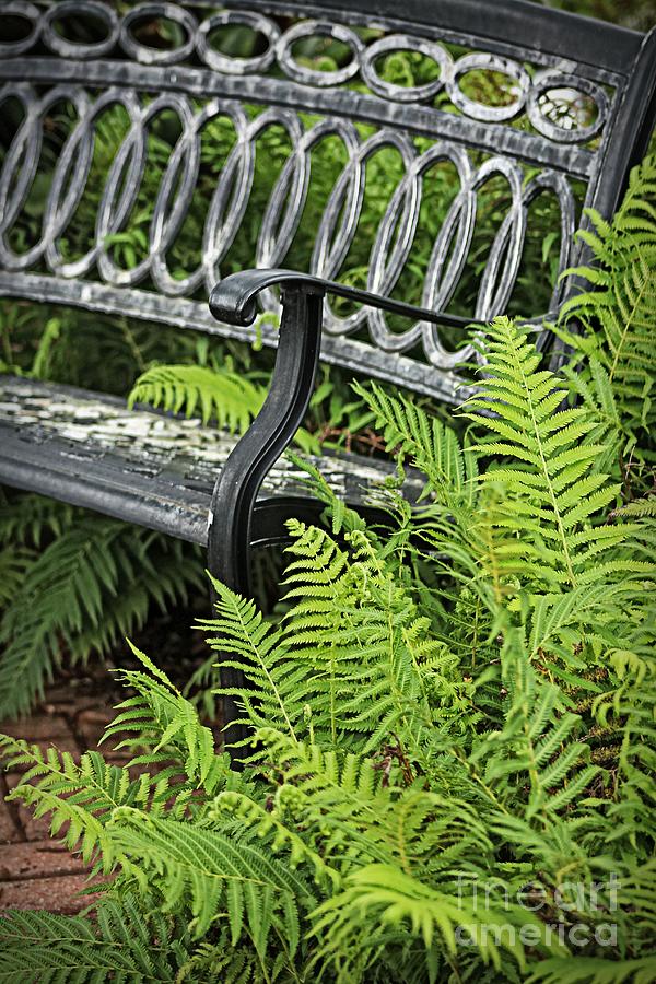 Green Fern and Garden Bench Photograph by Ella Kaye Dickey