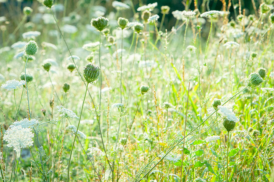 Green Field Photograph by SR Green