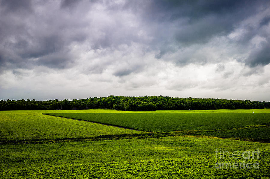 Green Fields Photograph by M G Whittingham