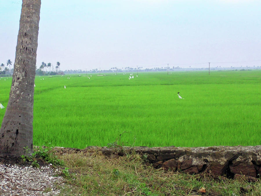 Green fields with birds in Kerala, India Photograph by Ashish Agarwal
