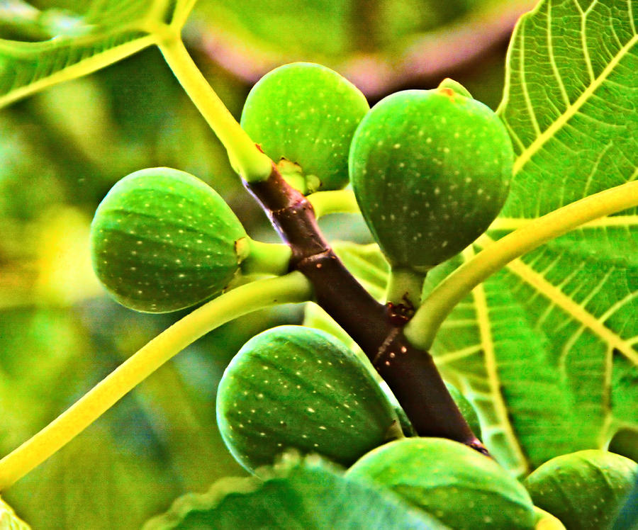 Tree Photograph - Green Figs by Josephine Buschman