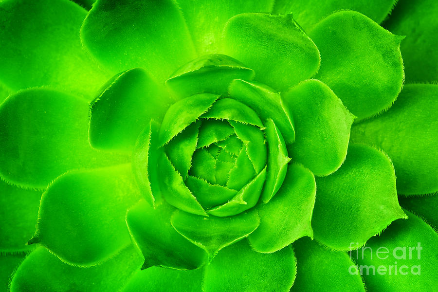 Green Flower Unfolding Opening With Symmetrical Petals Pattern Photograph