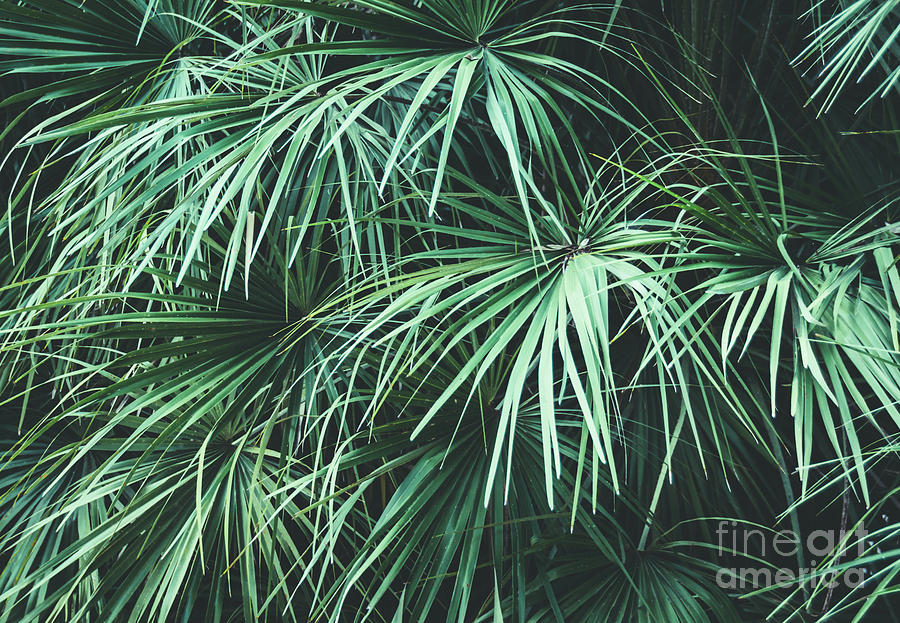 Green Foliage 2 Photograph by Andrea Anderegg