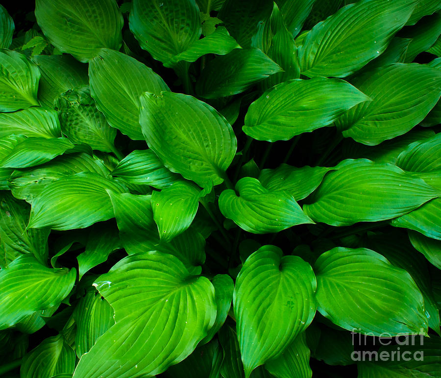 Green foliage Photograph by Andrea Anderegg