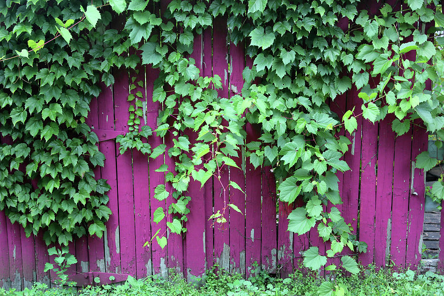 Green Foliage Pink Fence Photograph by Mary Bedy