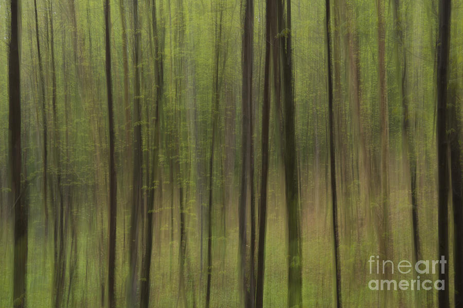 Abstract Photograph - Green Forest by Julie DeRoche
