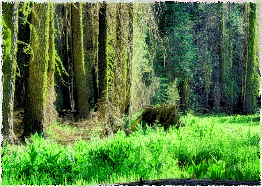 Green Forest Photograph by Michael Cleere