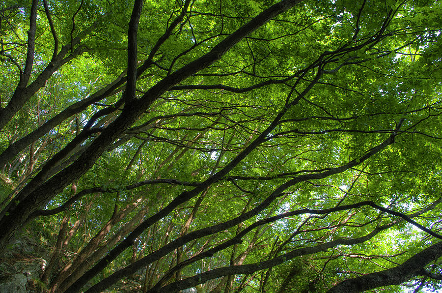 Nature Photograph - Green forest by Nicola Aristolao