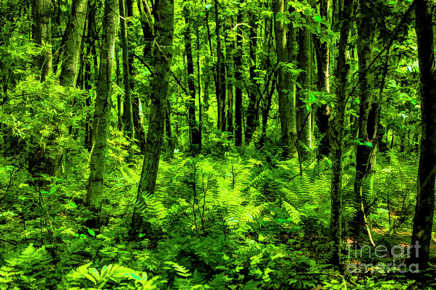 Green Forest Photograph by Rick Bragan