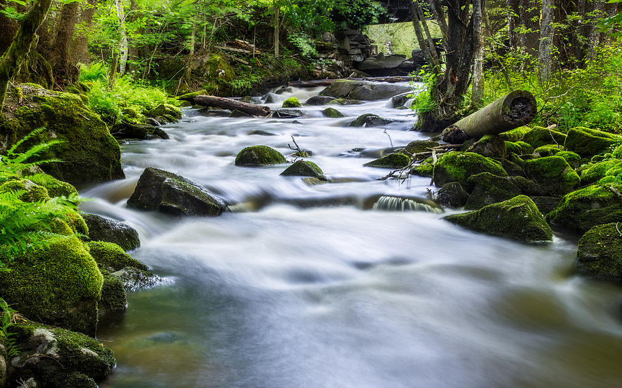 Green Forest Stream Photograph by Arvid Bjorkqvist | Fine Art America