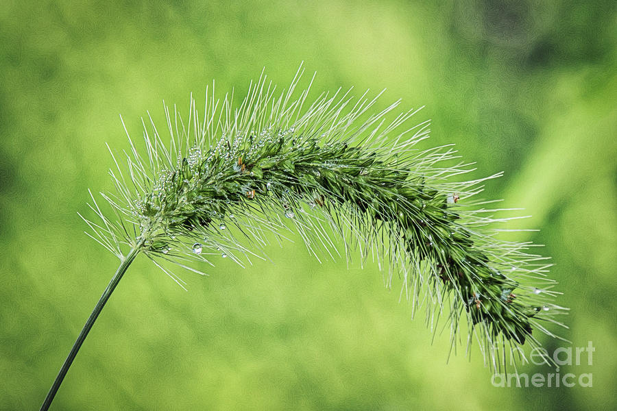 Green Foxtail Grass Photograph by Sharon McConnell