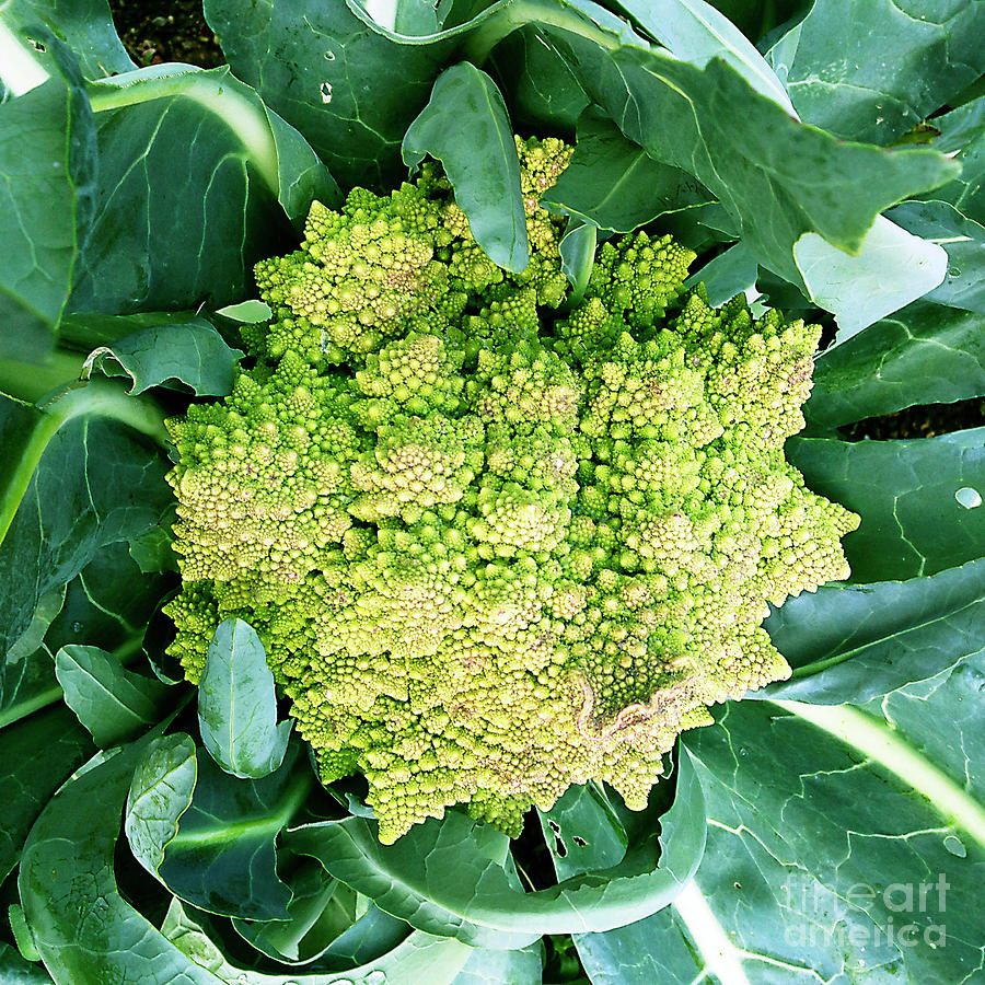 Green by Frank Merrem Green by Frank Merrem