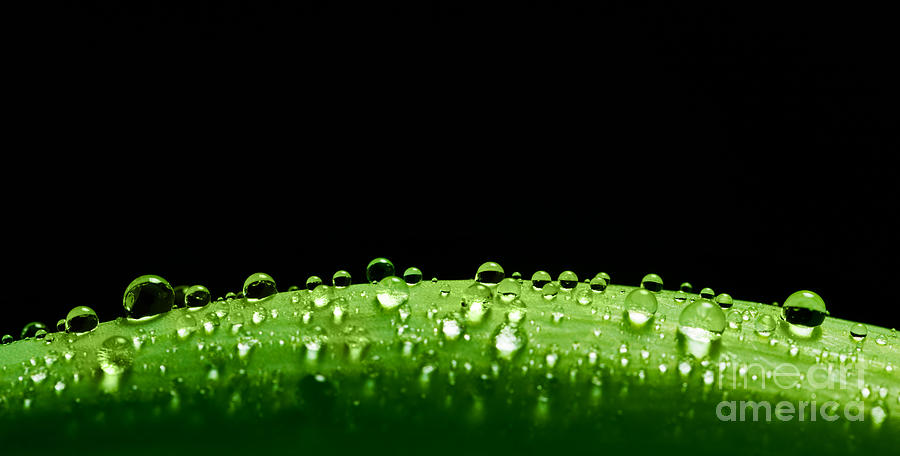 Green fresh leaf with water drops on its surface Photograph by Michal Bednarek