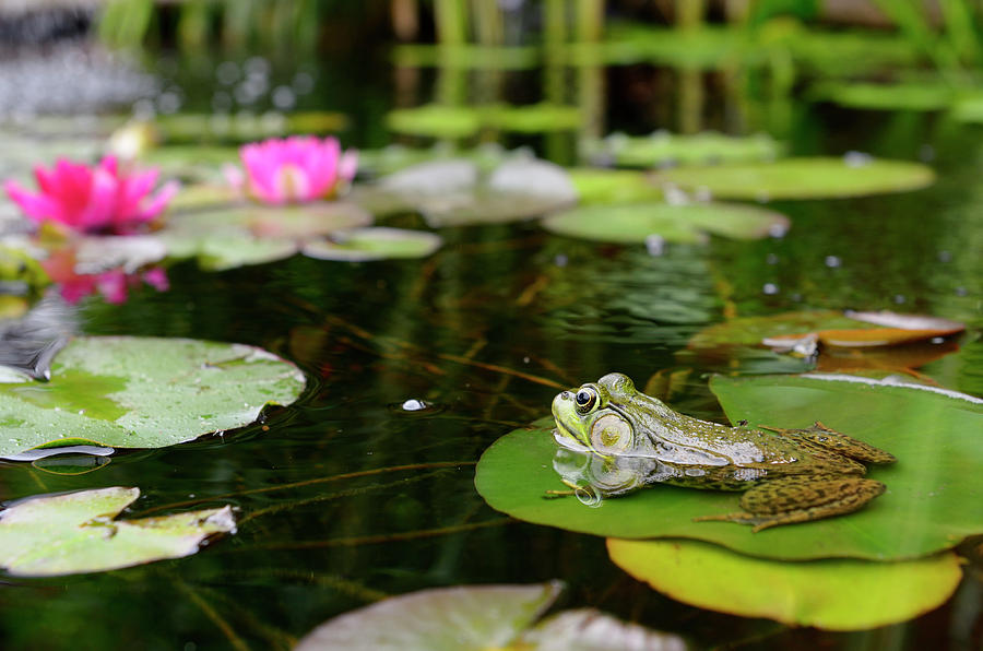 Floating Frog in Shower on Lily Pad for Garden Ponds a Useful Present or Gift 
