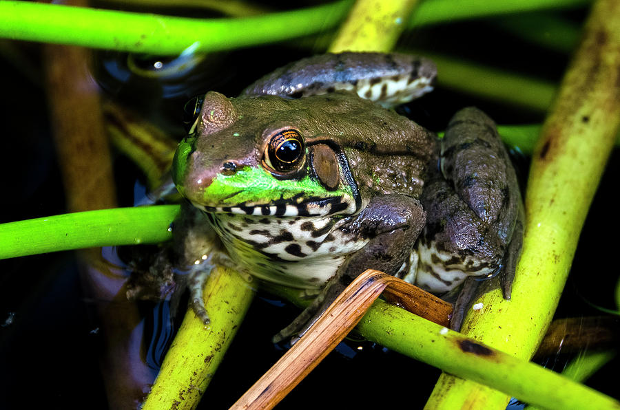 Green Frog Lithobates clamitans Photograph by Greg Reed