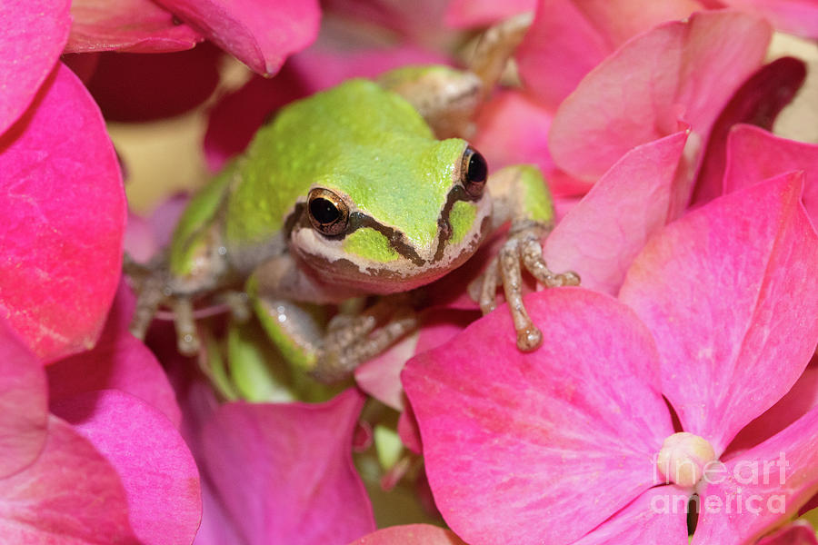 Green Frog In The Hydrangea Photograph by Mimi Ditchie