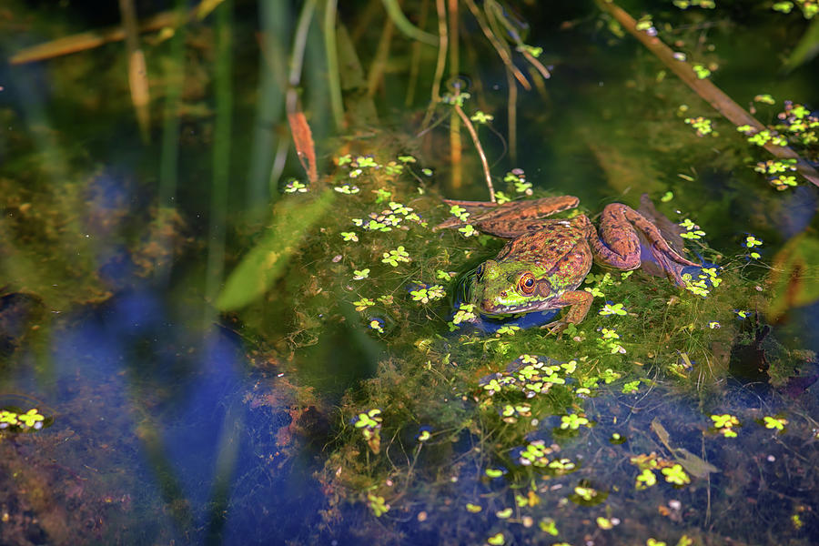 Nature Photograph - Green Frog In The Pond by Rick Berk