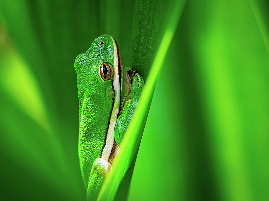 Green Frog in Vegetation Photograph by Brad Boland