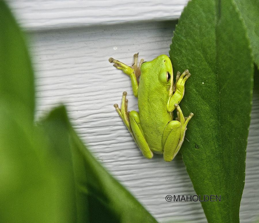 Green Frog Photograph By Mark Holden - Fine Art America