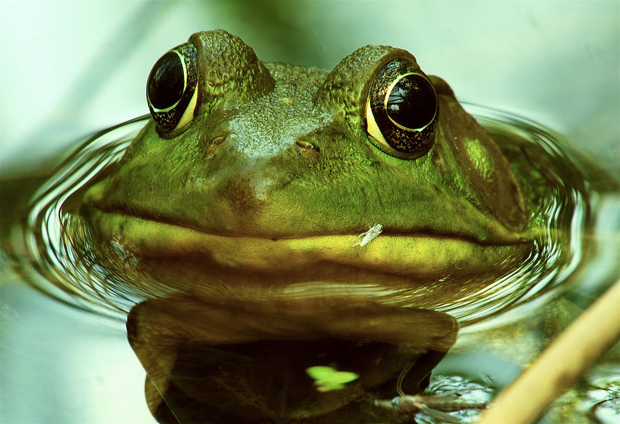 Green Frog Photograph by Michael Peychich