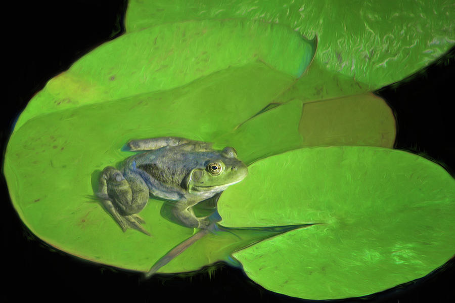 Green Frog Photograph by Nikolyn McDonald