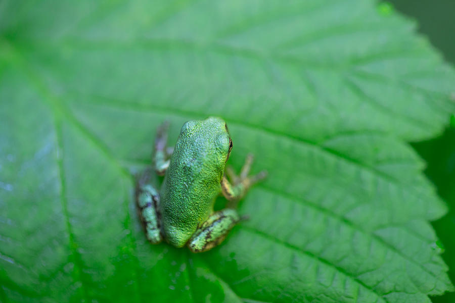 Green Frog on a Green Leaf North American Grey Tree Frog Photograph by Jakub Sisak