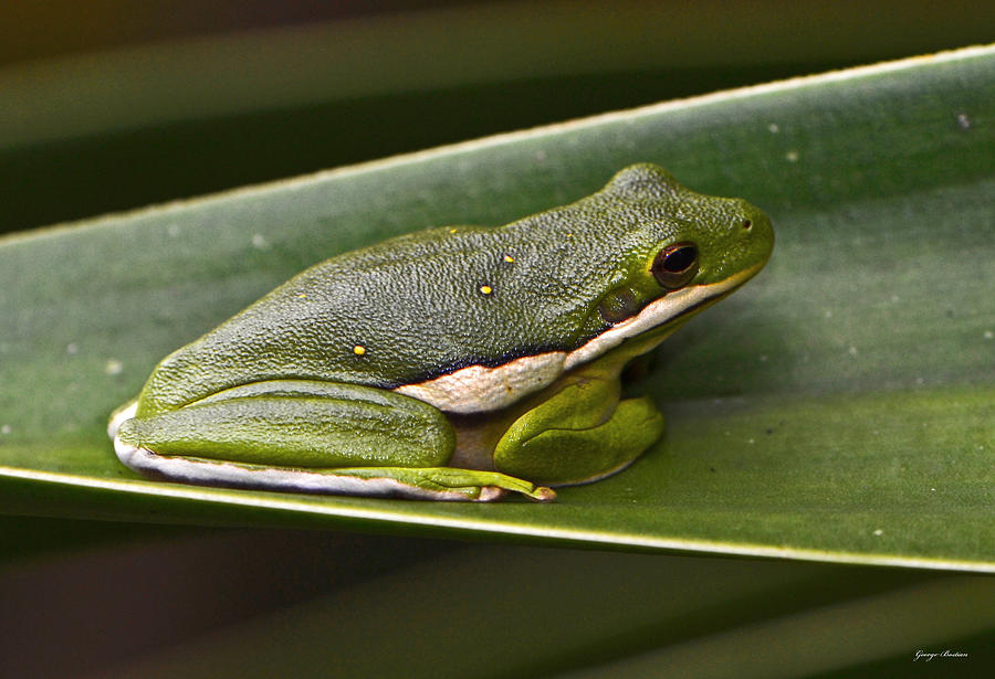 Green Frog On A Leaf 001 Photograph by George Bostian