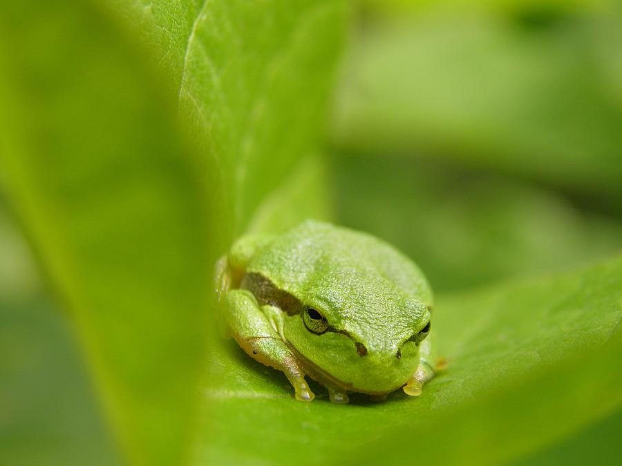 Green Frog on a Leaf in Nature Photograph by Magalie Delcourt - Fine ...