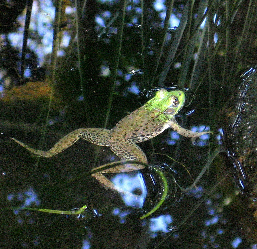 Green Frog Photograph by Patricia Januszkiewicz