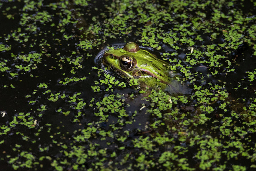 Green Frog Peek-A-Boo Photograph by Debra Martz