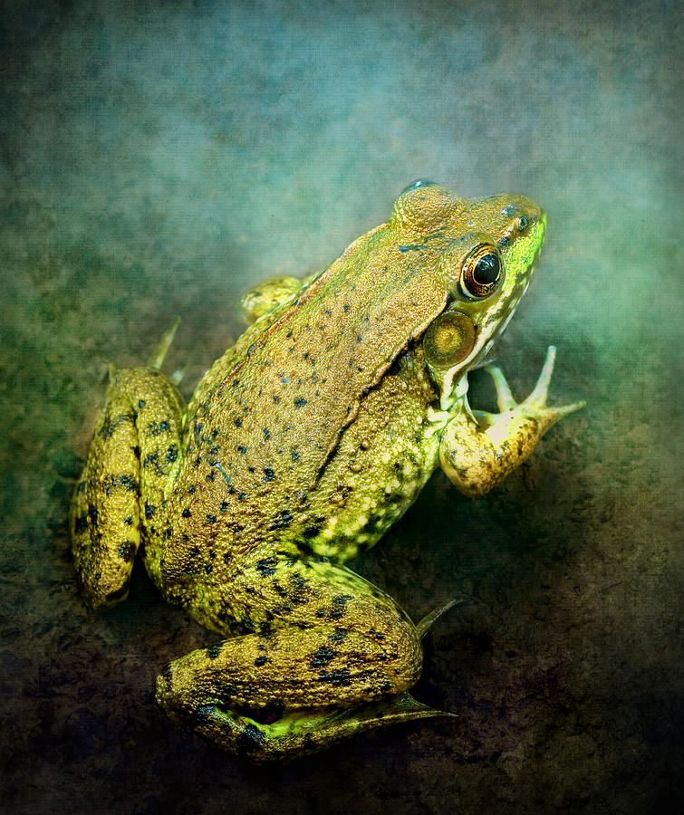 Green Frog Portrait Photograph by Carolyn Derstine