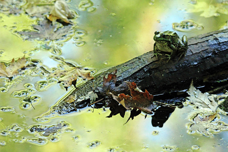 Green Frog Sitting On A Log Photograph by Debbie Oppermann