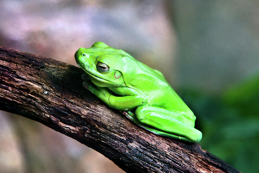 Green Frog Sitting On A Tree Photograph by Miroslava Jurcik