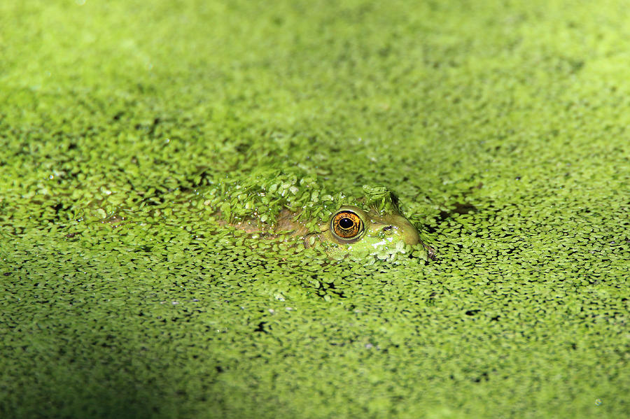 Green Frog Stony Brook New York Photograph by Bob Savage