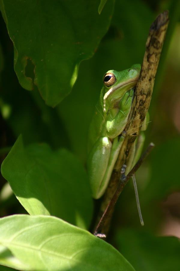 Frog Photograph - Green Froggie by Jim Clark
