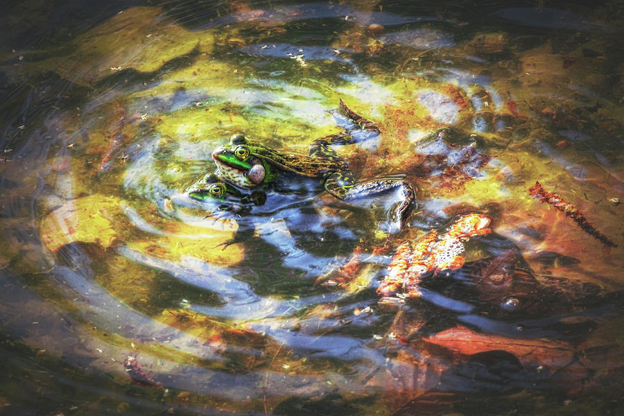 Green Frogs - Pelophylax kl. esculentus Photograph by Marc Braner